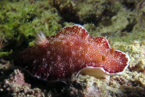 Goniobranchus reticulatus