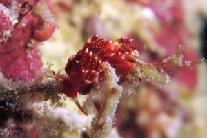 Nudibranche du genre Facelina cf. Facelina sp.