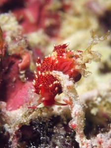 Nudibranche du genre Facelina cf. Facelina sp.