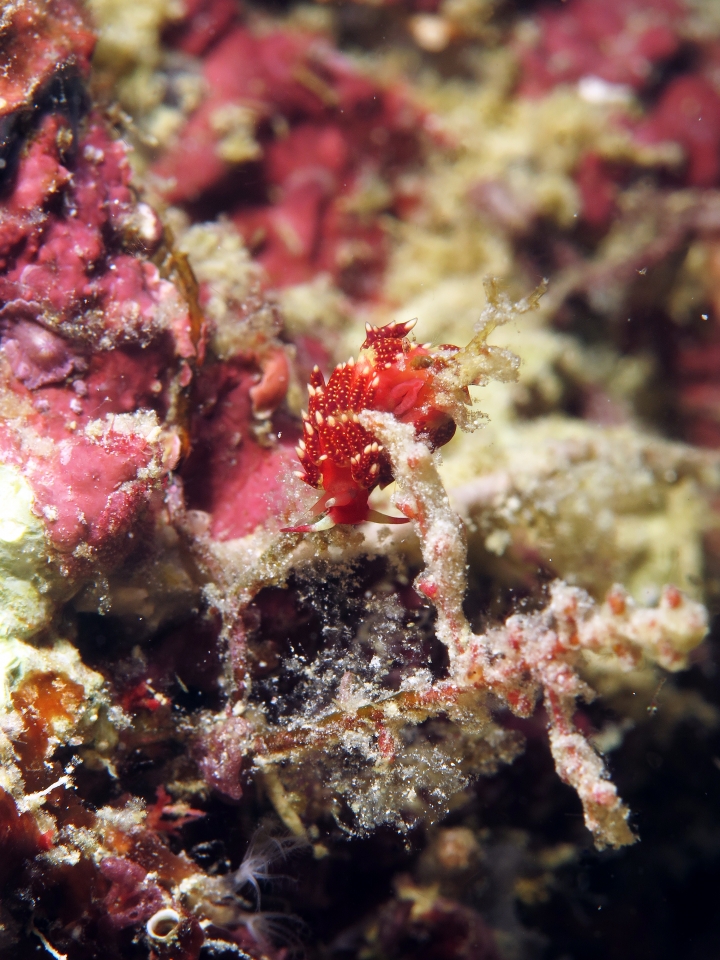 Nudibranche du genre Facelina cf. Facelina sp.