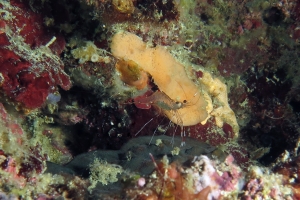 Crevette du genre Urocaridella cf. Urocaridella pulchella