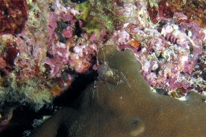 Crevette du genre Urocaridella cf. Urocaridella pulchella