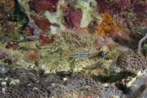 Ostorhinchus (Apogon) parvulus