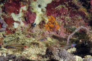 Ostorhinchus (Apogon) parvulus, Ostorhinchus neotus