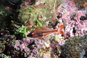 Apogon cf. Gymnapogon philippinus