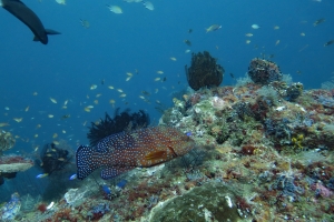 Cephalopholis miniata