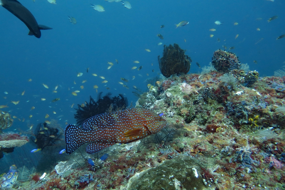 Cephalopholis miniata