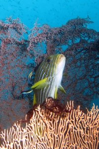 Plectorhinchus polytaenia, Labroides dimidiatus, Annella mollis, Gorgone  cf. Muricella sp.