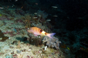 3 IMG_5550+7h24