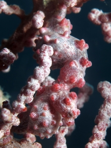 Hippocampus bargibanti, Gorgone cf Muricella plectana