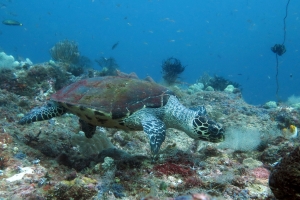 Eretmochelys imbricata