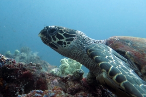 Eretmochelys imbricata
