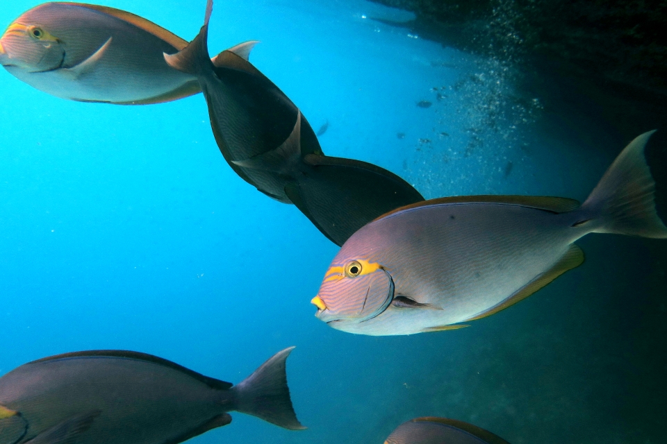 Acanthurus mata