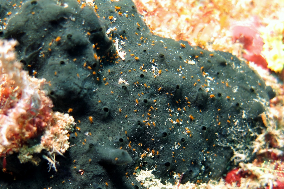 Santia sp.