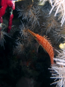 Oxycirrhites typus, Myriopathes sp., Didemnum cf. membranaceum