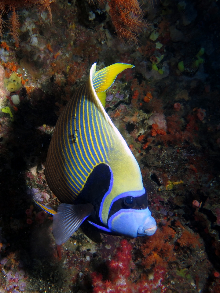 Pomacanthus imperator