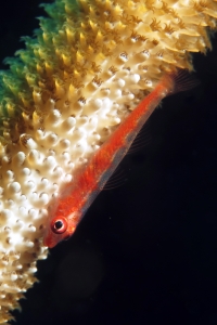 Bryaninops amplus, Junceella sp.