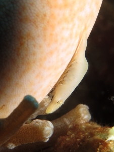 Zenopontonia soror, Choriaster granulatus
