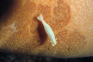 Zenopontonia soror, Choriaster granulatus