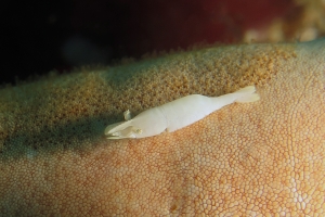 Zenopontonia soror, Choriaster granulatus