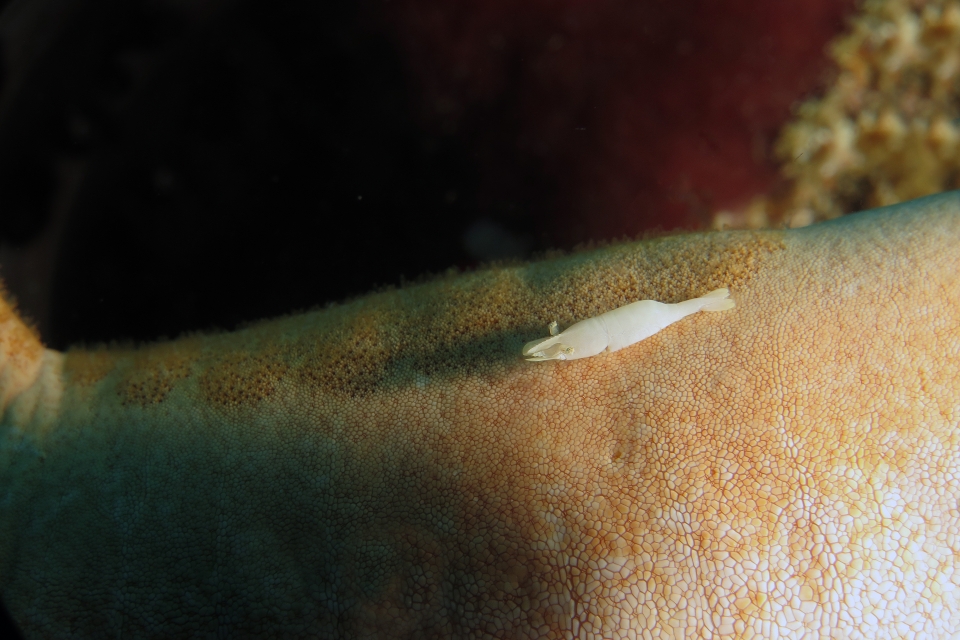 Zenopontonia soror, Choriaster granulatus