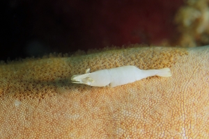 Zenopontonia soror, Choriaster granulatus