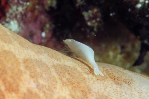 Zenopontonia soror, Choriaster granulatus