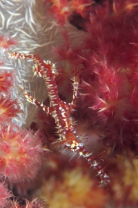 Solenostomus paradoxus