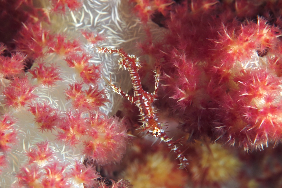 Solenostomus paradoxus