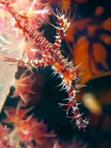 Solenostomus paradoxus