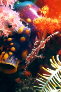 Solenostomus paradoxus, Polycarpa aurata