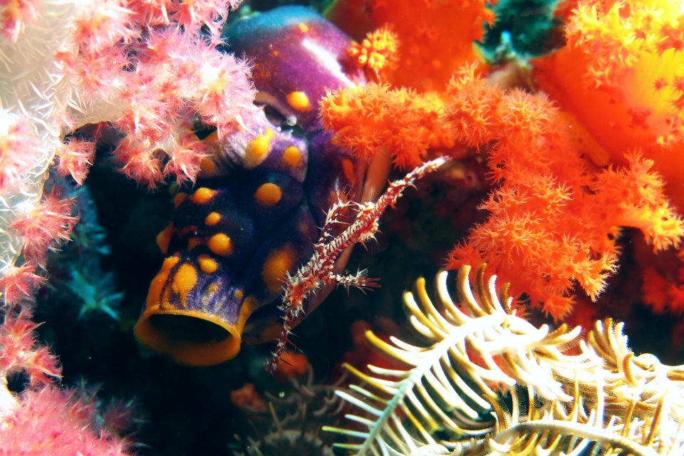 Solenostomus paradoxus, Polycarpa aurata
