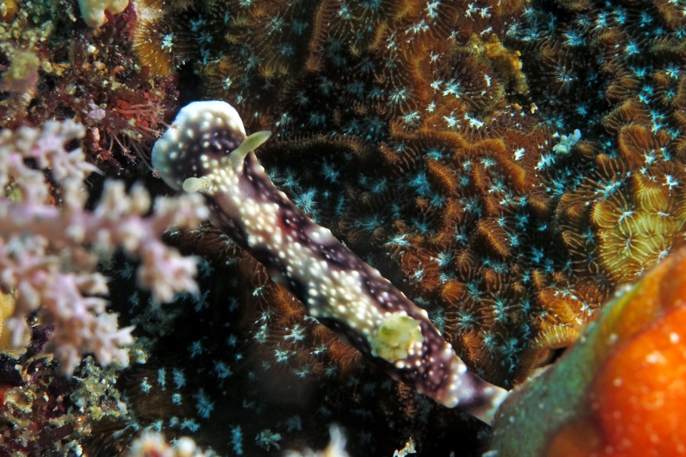 Goniobranchus geometricus