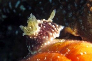 Goniobranchus geometricus