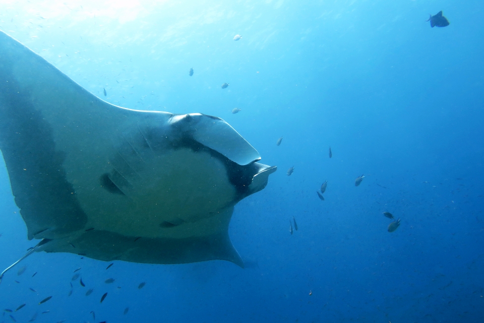 Mobula alfredi