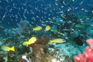 8 IMG_5815+15h37