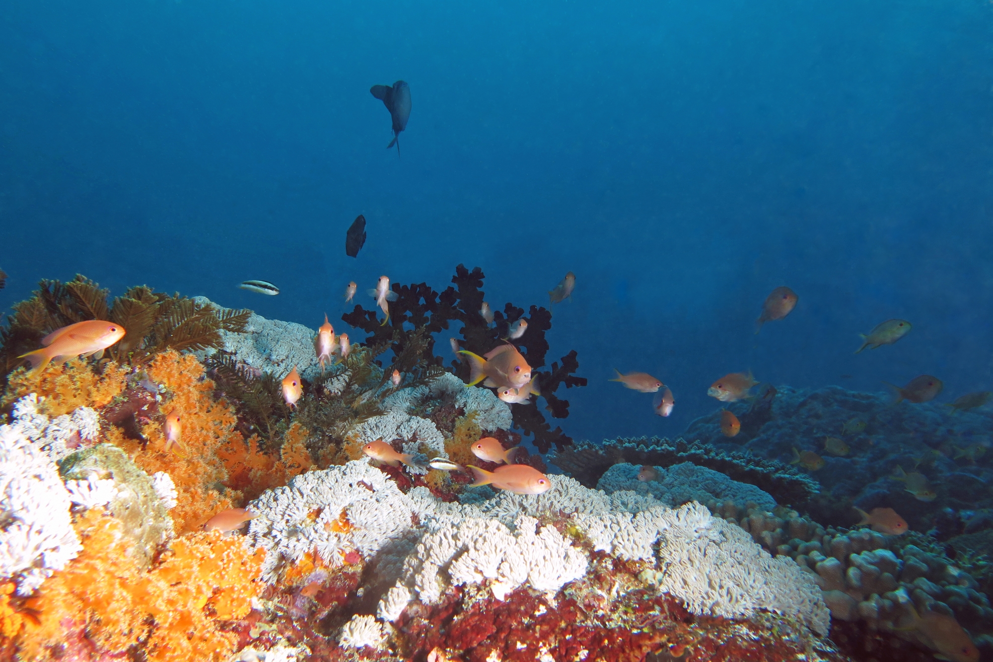 Pseudanthias ignitus, Thalassoma amblycephalum