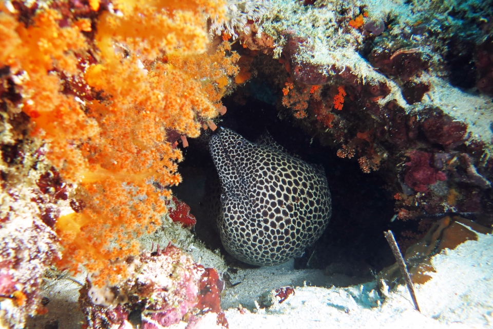 Gymnothorax favagineus