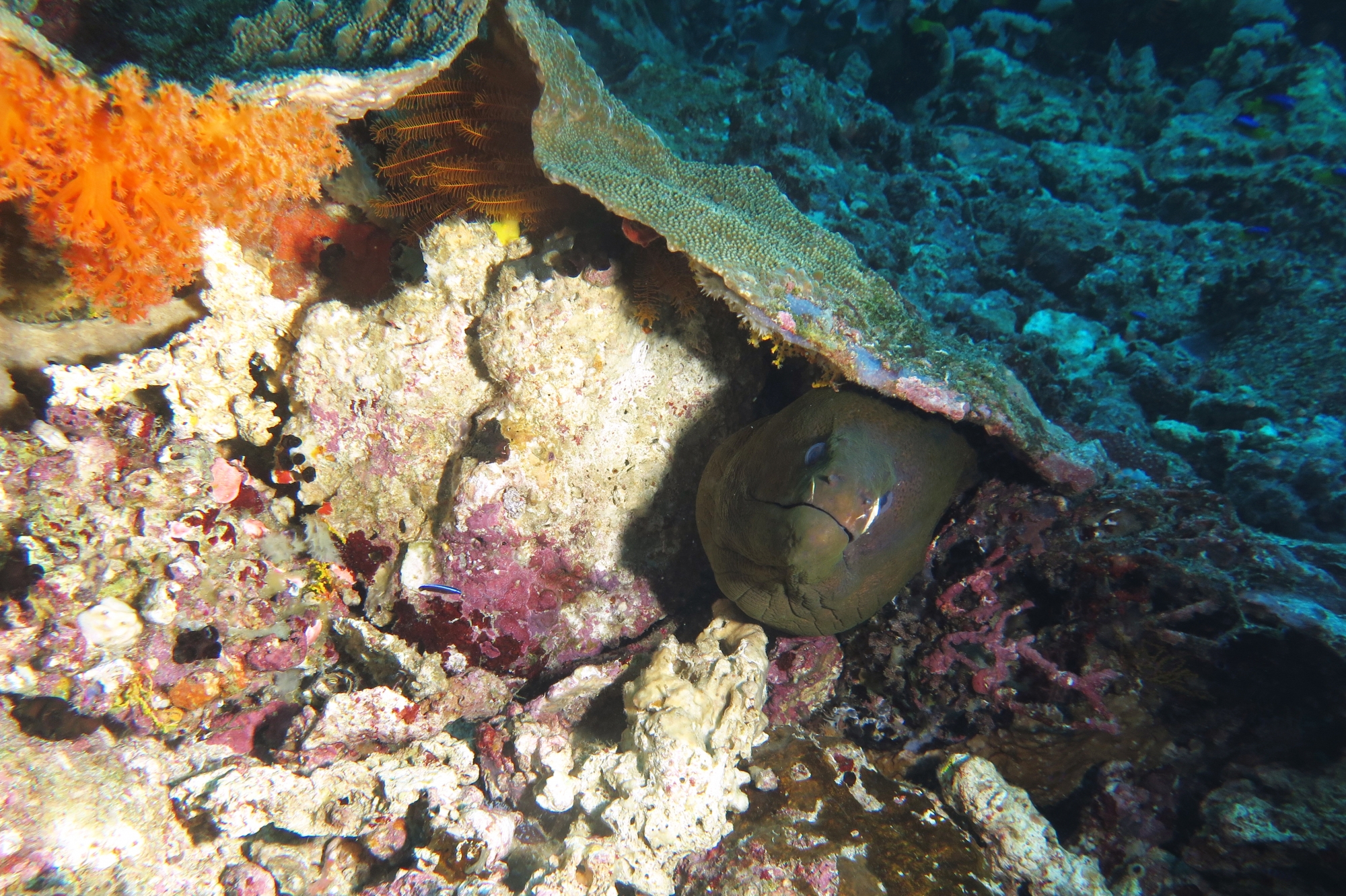 Gymnothorax javanicus