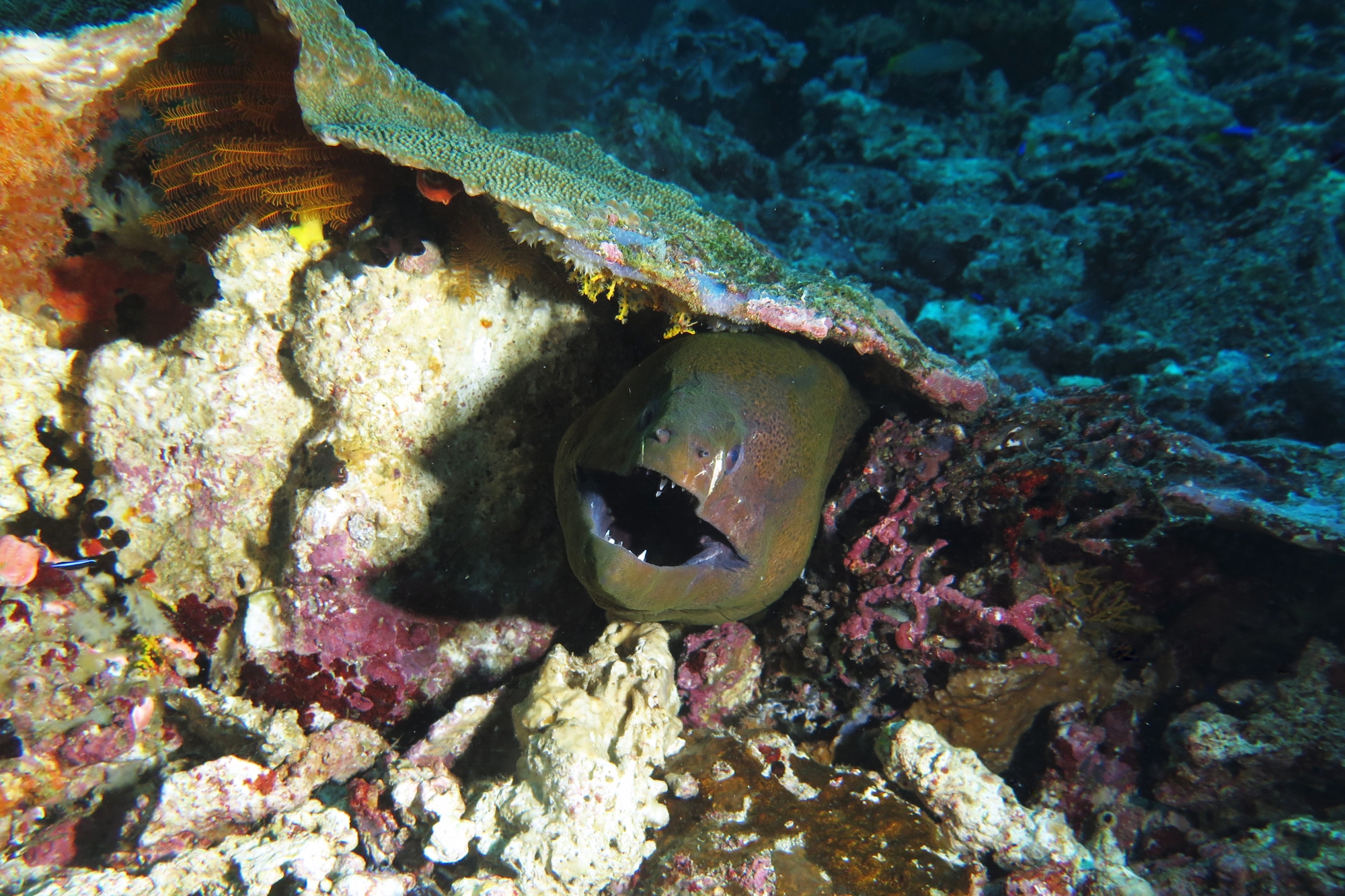 Gymnothorax javanicus