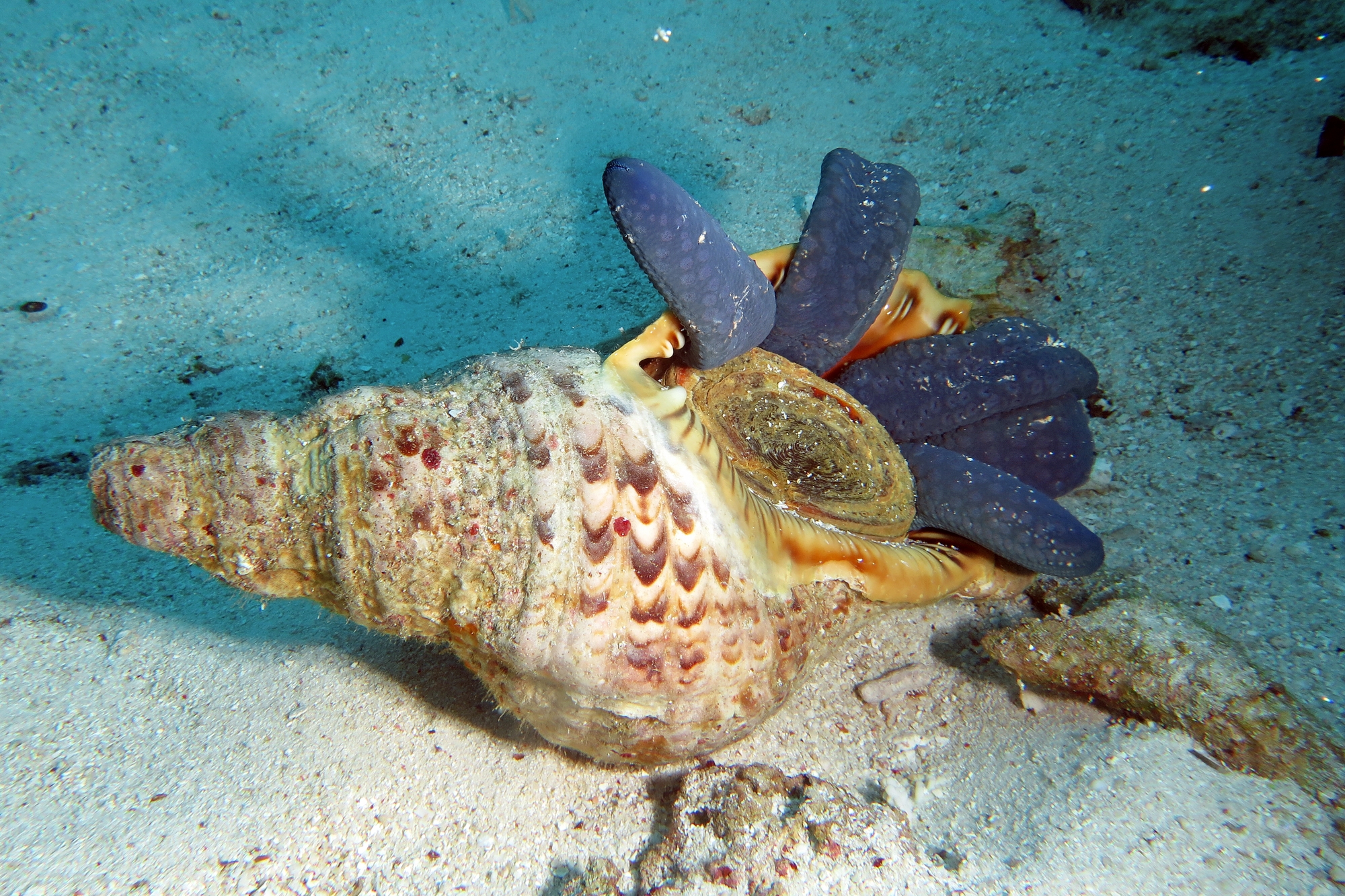 Charonia tritonis, Linckia laevigata