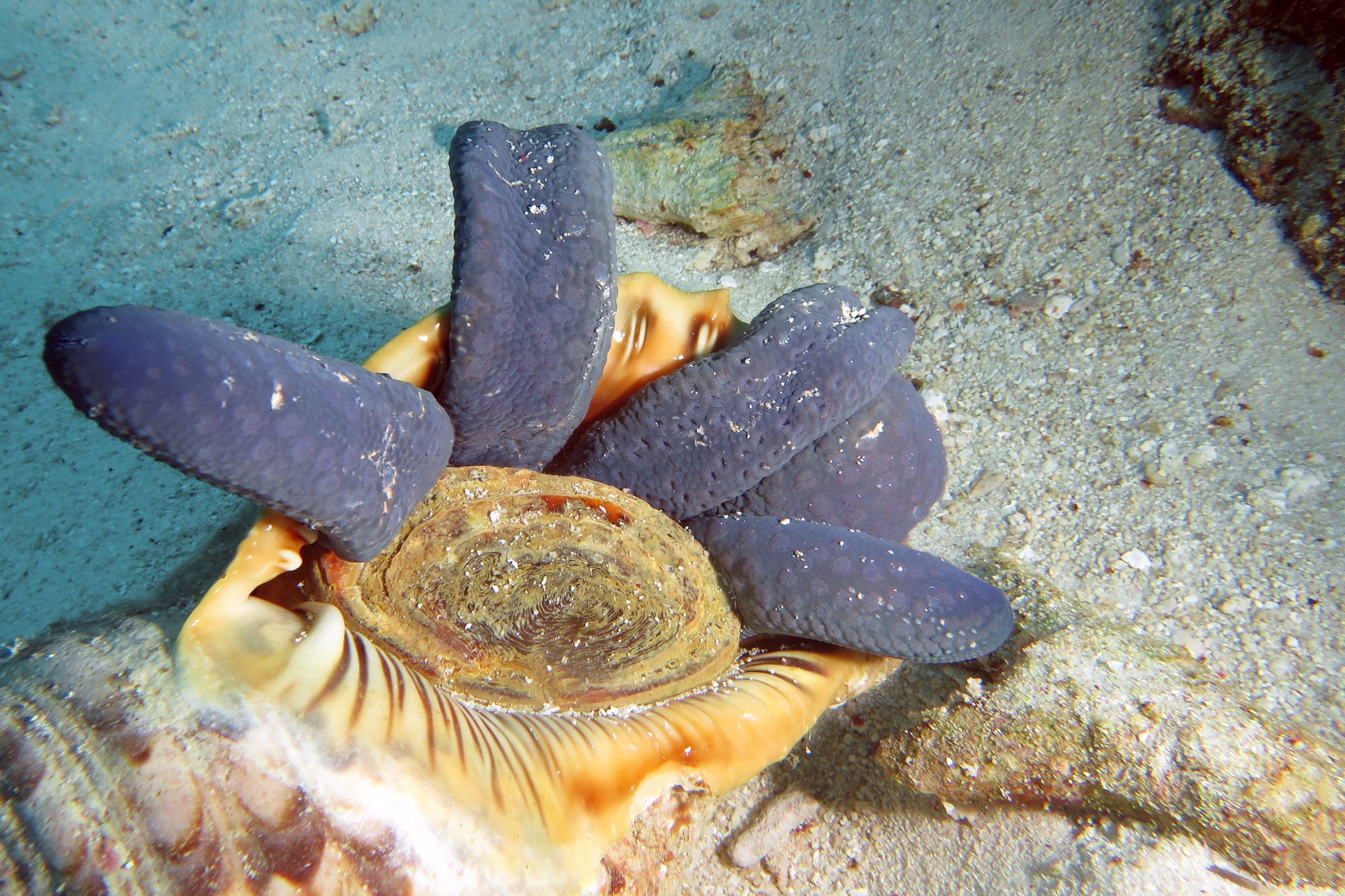 Charonia tritonis, Linckia laevigata