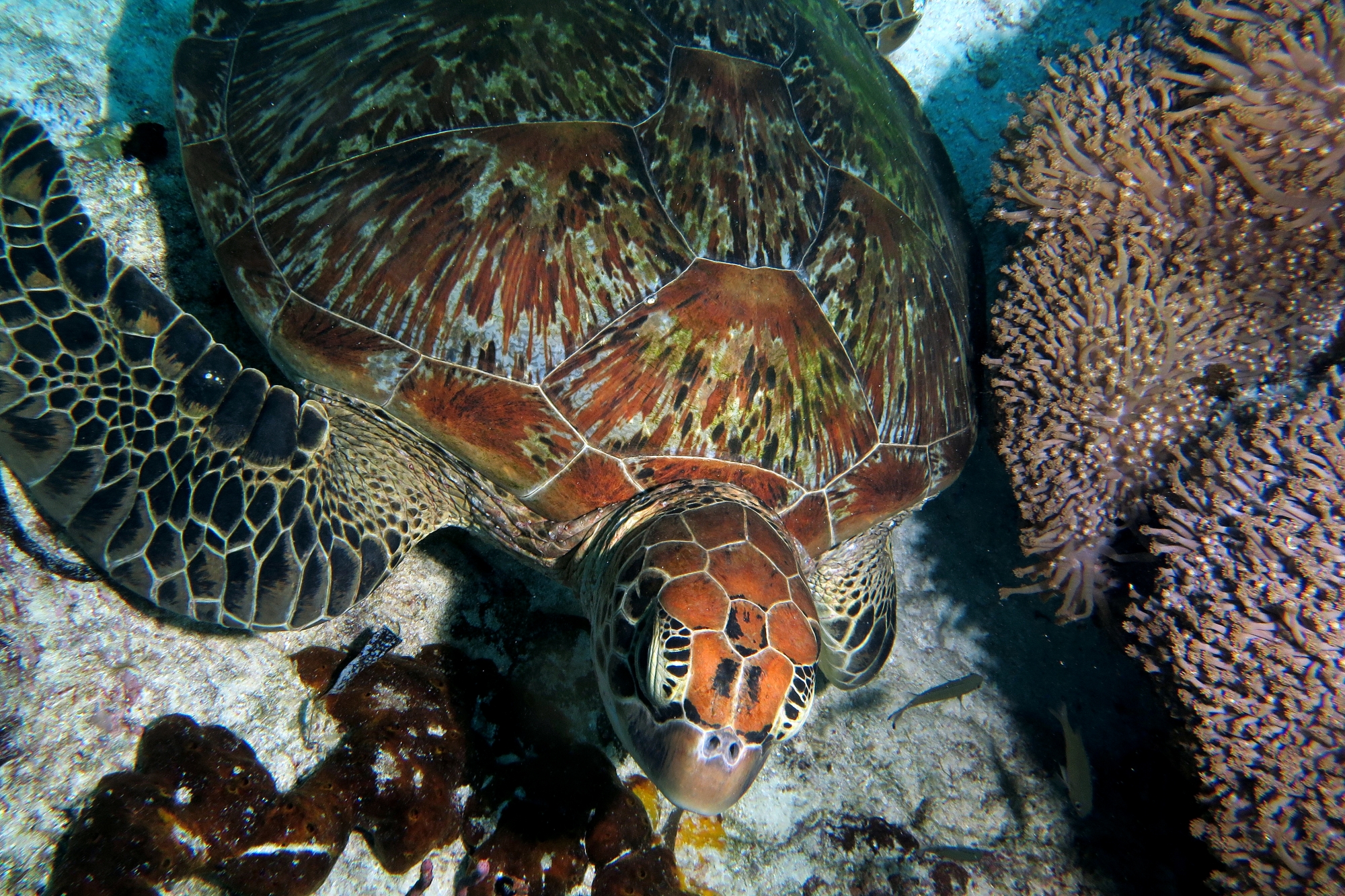 Chelonia mydas
