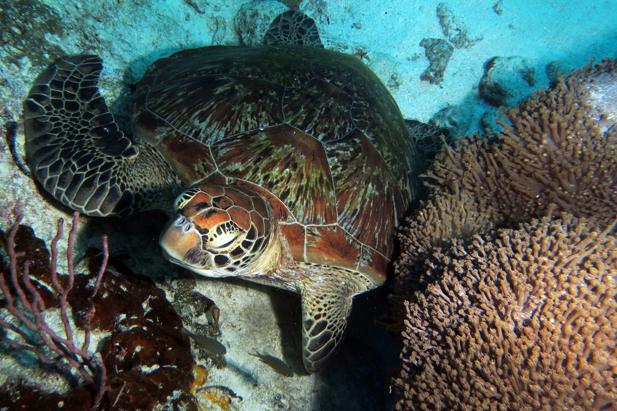Chelonia mydas