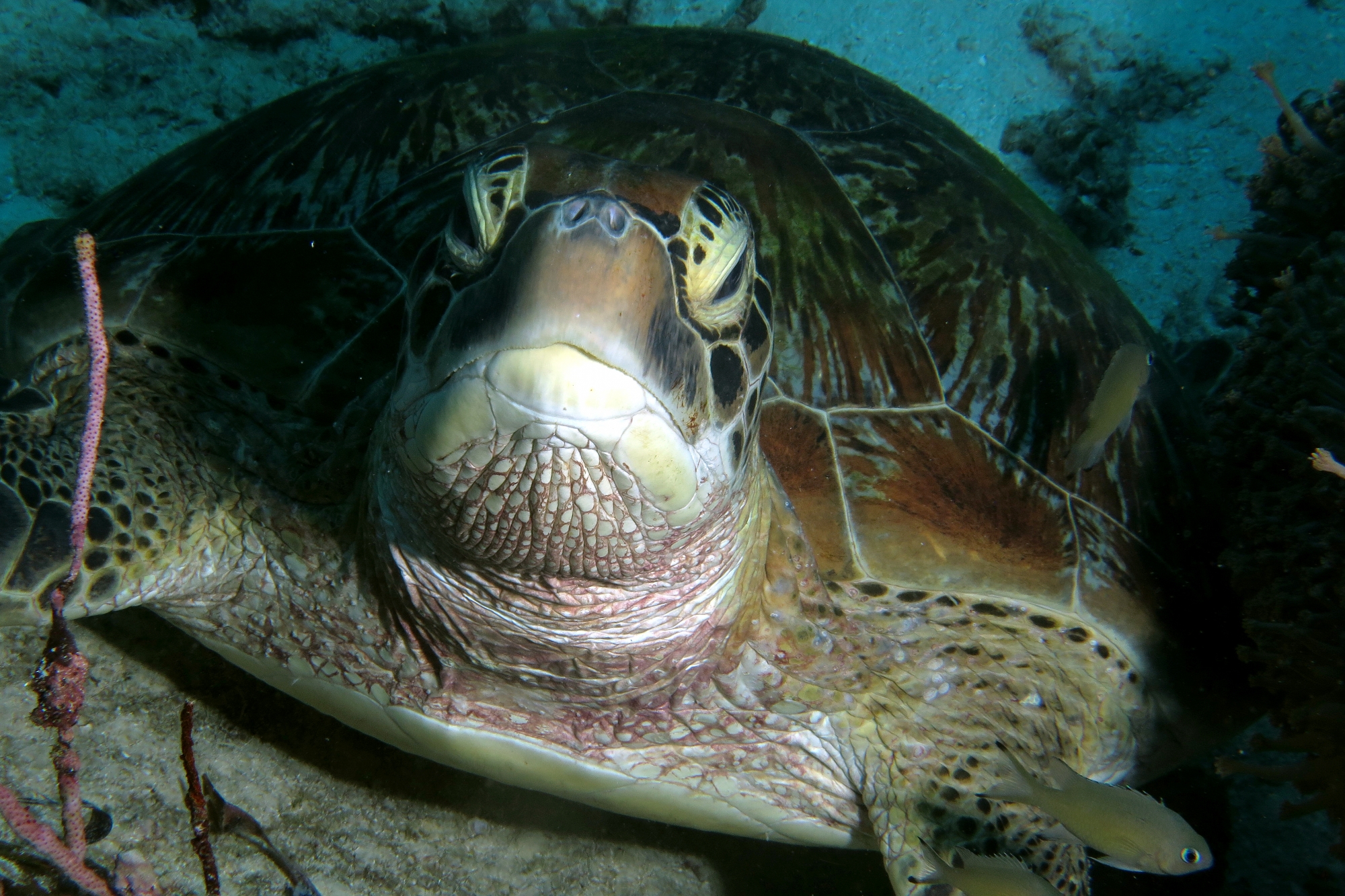 Chelonia mydas