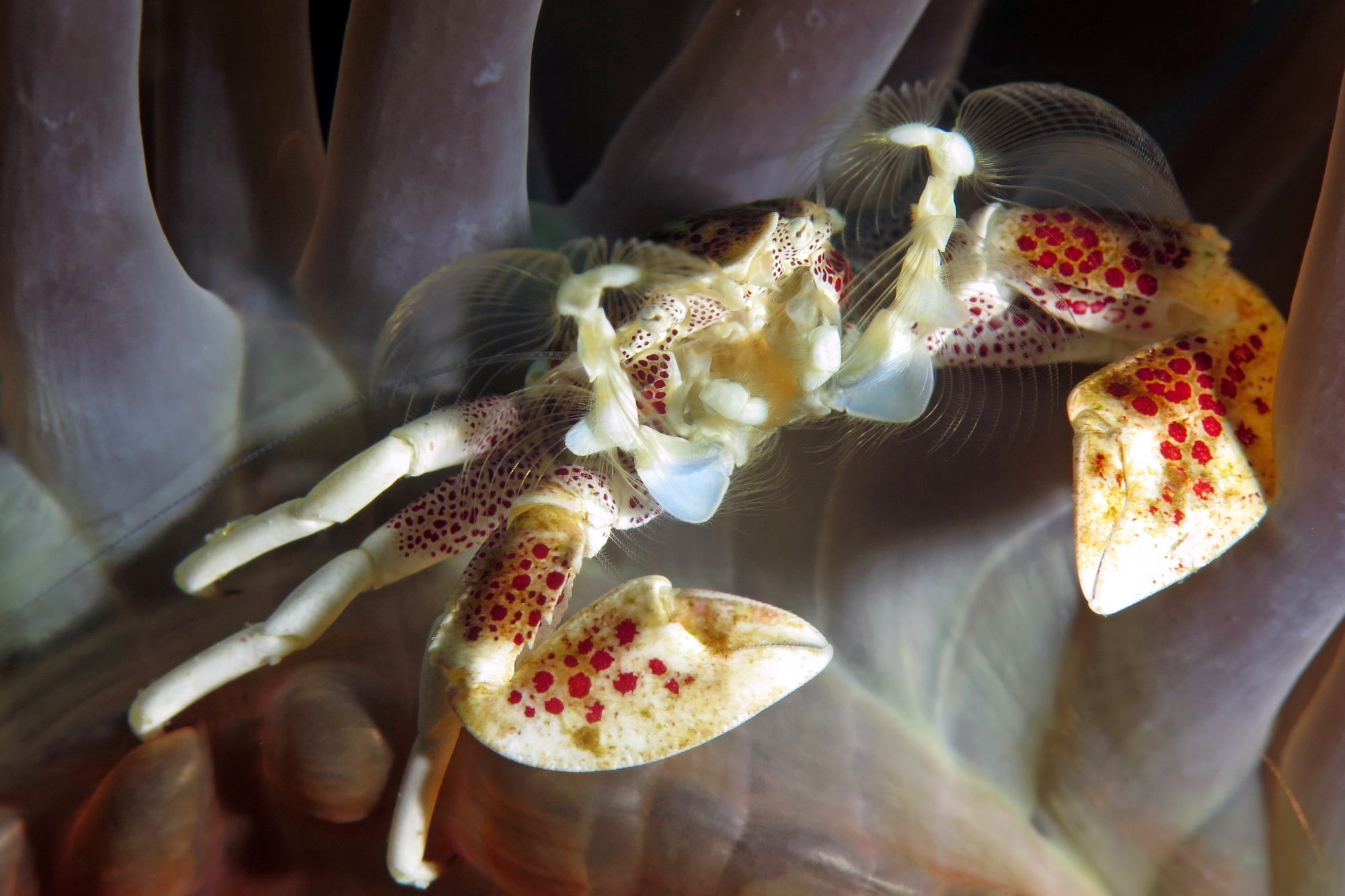 Neopetrolisthes ohshimai