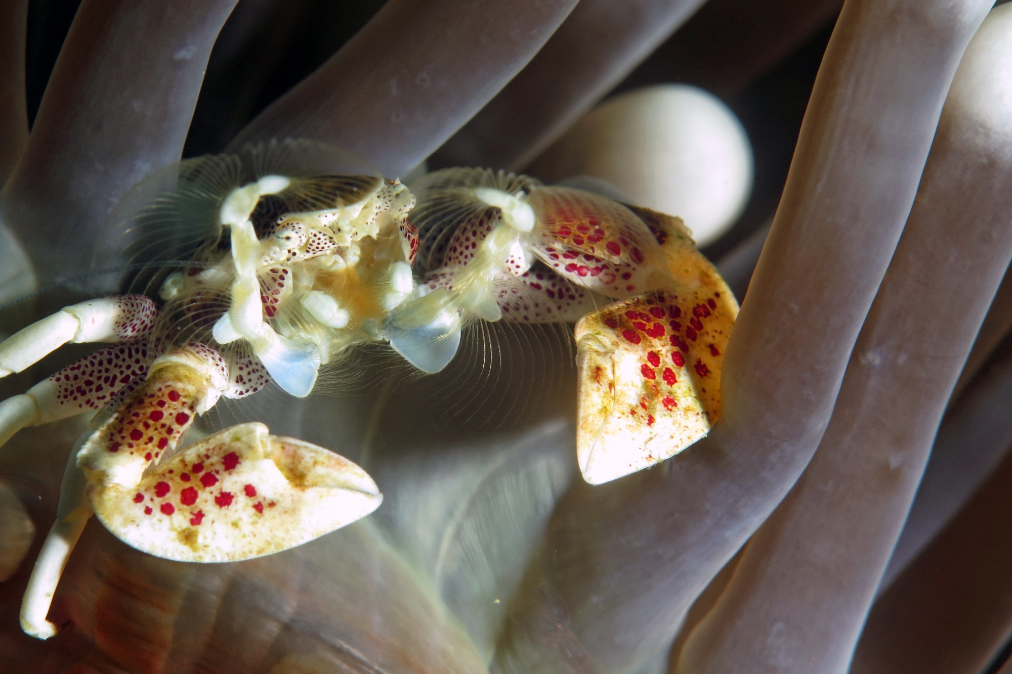 Neopetrolisthes ohshimai