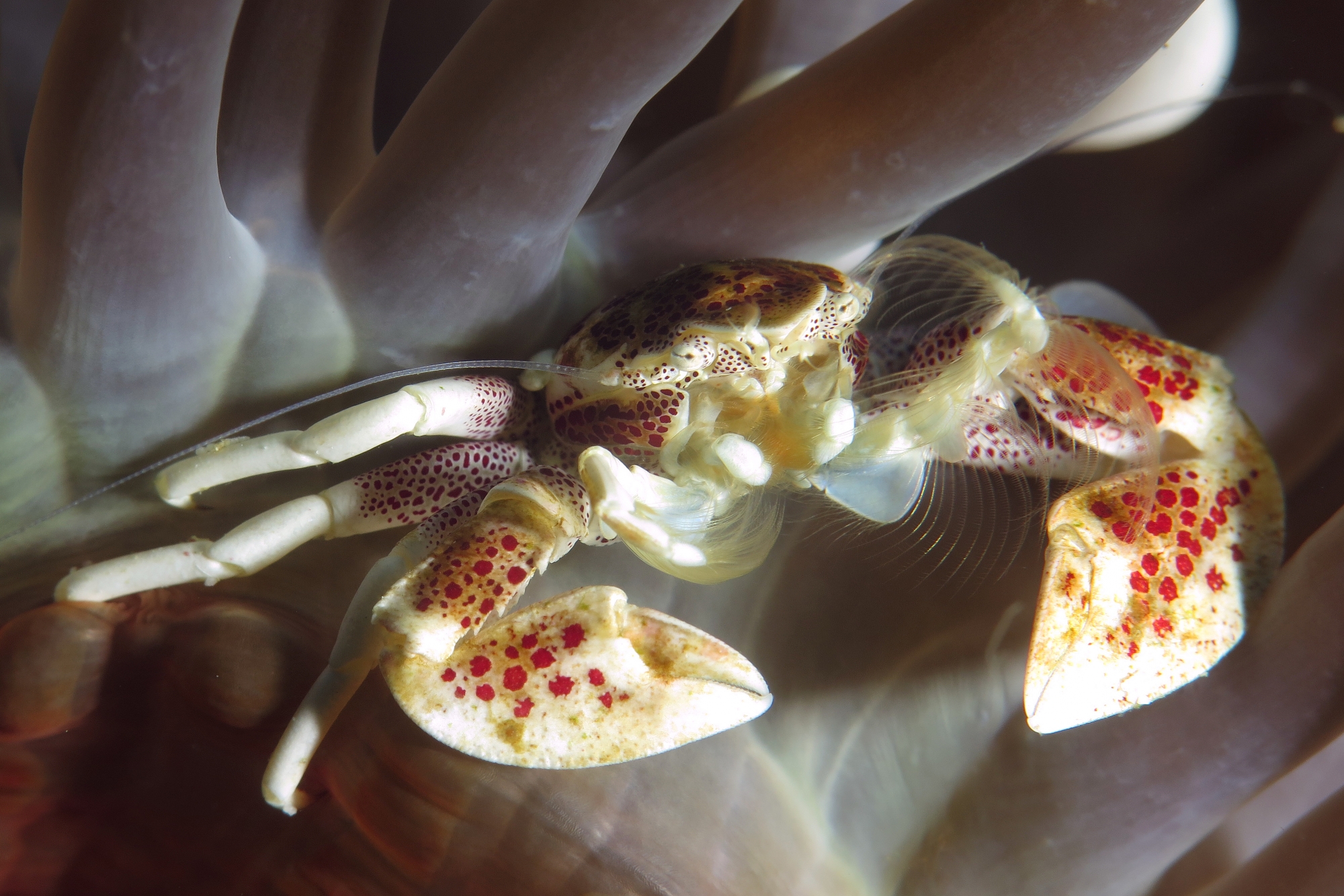 Neopetrolisthes ohshimai