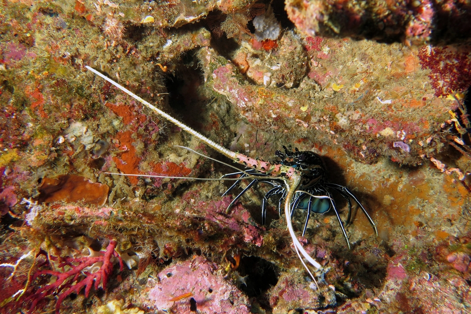 Panulirus versicolor