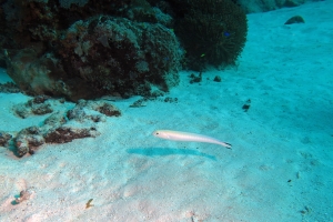 5 IMG_6047+15h52